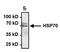Heat shock 70 kDa protein 1A/1B antibody, MA3-009, Invitrogen Antibodies, Immunoprecipitation image 