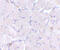 SCARB2 antibody, 4655, ProSci, Immunohistochemistry frozen image 