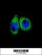 Cytochrome P450 Family 7 Subfamily B Member 1 antibody, 63-643, ProSci, Immunofluorescence image 