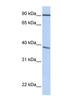 Popeye Domain Containing 3 antibody, NBP1-59476, Novus Biologicals, Western Blot image 