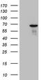 POZ-, AT hook-, and zinc finger-containing protein 1 antibody, TA809309S, Origene, Western Blot image 