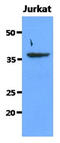 SDH antibody, AM50068PU-N, Origene, Western Blot image 