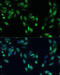 SMAD Family Member 7 antibody, 14-369, ProSci, Immunofluorescence image 
