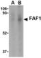 Fas Associated Factor 1 antibody, TA306374, Origene, Western Blot image 
