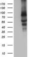 Calpain 5 antibody, TA804795, Origene, Western Blot image 