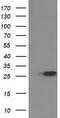 15-Hydroxyprostaglandin Dehydrogenase antibody, TA502450S, Origene, Western Blot image 