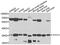 Serine/Threonine Kinase 19 antibody, A08833, Boster Biological Technology, Western Blot image 
