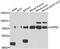 Calpain 5 antibody, orb247959, Biorbyt, Western Blot image 