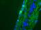 Solute Carrier Family 25 Member 26 antibody, orb313085, Biorbyt, Immunofluorescence image 