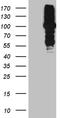 MutL Homolog 1 antibody, TA811848, Origene, Western Blot image 