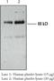 Platelet glycoprotein 4 antibody, TA337173, Origene, Western Blot image 