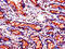 Solute Carrier Family 37 Member 2 antibody, CSB-PA819478LA01HU, Cusabio, Immunohistochemistry frozen image 