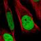 Regulator Of Chromosome Condensation 1 antibody, NBP1-85638, Novus Biologicals, Immunofluorescence image 