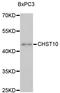 Carbohydrate Sulfotransferase 10 antibody, STJ26611, St John