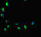 ATRX Chromatin Remodeler antibody, orb41665, Biorbyt, Immunofluorescence image 