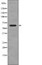 Caveolae Associated Protein 1 antibody, PA5-64847, Invitrogen Antibodies, Western Blot image 