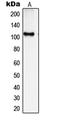 Spectrin Repeat Containing Nuclear Envelope Family Member 3 antibody, LS-B13050, Lifespan Biosciences, Western Blot image 
