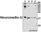 Neuromedin U antibody, A01919-2, Boster Biological Technology, Western Blot image 