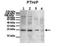 PTHR antibody, TA334682, Origene, Western Blot image 