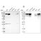 Deleted in bladder cancer protein 1 antibody, NBP1-85304, Novus Biologicals, Western Blot image 