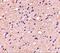 ELOVL Fatty Acid Elongase 6 antibody, A06004-1, Boster Biological Technology, Immunohistochemistry frozen image 