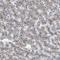 NHL Repeat Containing 3 antibody, HPA013738, Atlas Antibodies, Immunohistochemistry frozen image 