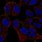 Myosin-XVI antibody, HPA058769, Atlas Antibodies, Immunofluorescence image 