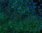 Tryptophan Hydroxylase 1 antibody, A01626-4, Boster Biological Technology, Immunofluorescence image 