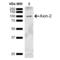 Axin-2 antibody, LS-C775186, Lifespan Biosciences, Western Blot image 
