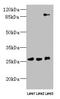 DnaJ Heat Shock Protein Family (Hsp40) Member C30 antibody, LS-C371830, Lifespan Biosciences, Western Blot image 