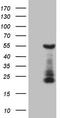 GATA Binding Protein 3 antibody, CF809097, Origene, Western Blot image 