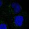  antibody, NBP1-82122, Novus Biologicals, Immunocytochemistry image 