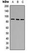 Dipeptidyl Peptidase 4 antibody, orb234799, Biorbyt, Western Blot image 