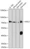 Male-specific lethal 1 homolog antibody, 18-149, ProSci, Western Blot image 