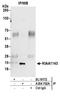 KIAA1143 antibody, A304-702A, Bethyl Labs, Immunoprecipitation image 