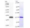 TEA Domain Transcription Factor 2 antibody, LS-C342577, Lifespan Biosciences, Western Blot image 