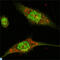 Mitogen-Activated Protein Kinase 1 antibody, LS-C812588, Lifespan Biosciences, Western Blot image 