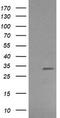 Retinoic Acid Receptor Responder 1 antibody, TA506090BM, Origene, Western Blot image 