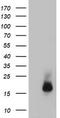 Cystatin C antibody, TA504506, Origene, Western Blot image 