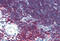 CD3 antibody, MBS242410, MyBioSource, Immunohistochemistry frozen image 
