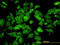 PIP antibody, LS-C133641, Lifespan Biosciences, Immunofluorescence image 