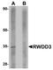 RWD Domain Containing 3 antibody, NBP1-76310, Novus Biologicals, Western Blot image 