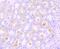 Sphingosine Kinase 1 antibody, NBP2-67164, Novus Biologicals, Immunohistochemistry paraffin image 