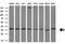Retinoic Acid Receptor Responder 1 antibody, MA5-26247, Invitrogen Antibodies, Western Blot image 