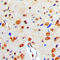 Microtubule Associated Protein Tau antibody, LS-C354063, Lifespan Biosciences, Immunohistochemistry frozen image 