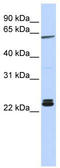 Histone H1.0 antibody, TA335091, Origene, Western Blot image 