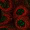 UBX Domain Protein 11 antibody, HPA031357, Atlas Antibodies, Immunofluorescence image 