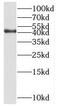 Nucleolar Protein 4 Like antibody, FNab01079, FineTest, Western Blot image 