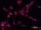 Cadherin 6 antibody, AF2715, R&D Systems, Immunofluorescence image 