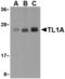 TNF Superfamily Member 15 antibody, LS-B2406, Lifespan Biosciences, Western Blot image 